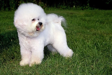 Dog Breed Bichon Frise On The Grass Wallpapers And Images ...