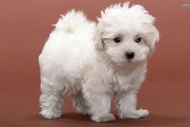 Bichon Frise Wallpapers   Animal Wallpapers