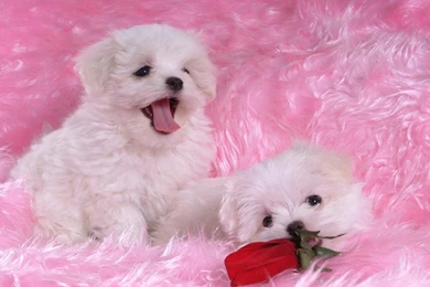 Beautiful Bichon   Bichon Frises Wallpapers (13733587)   Fanpop