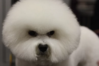 Angry Dog Breed Bichon Frise Wallpapers And Images   Wallpapers ...