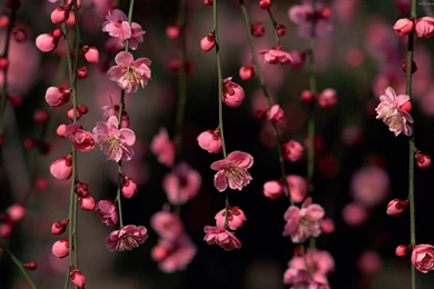 Pink Flowered Wallpapers