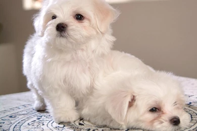 Beautiful Bichon   Bichon Frises Wallpapers (13733541)   Fanpop