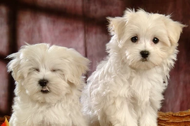 Funny Dogs ​​breed Bichon Frise Wallpapers And Images   Wallpapers ...