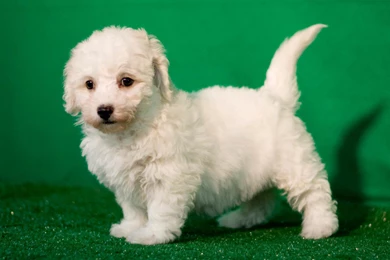 Puppy Bichon Frise On A Green Backgrounds Wallpapers And Images ...