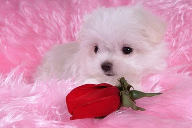 Beautiful Bichon   Bichon Frises Wallpapers (13733530)   Fanpop