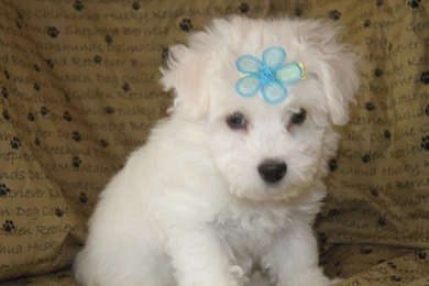 Bichon Frise Puppy Wallpapers for Sale.jpg