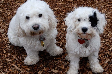 Dog Breed Bichon Frise Looking At Photographer Wallpapers And ...