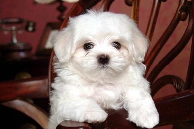 Beautiful Bichon   Bichon Frises Wallpapers (13733519)   Fanpop