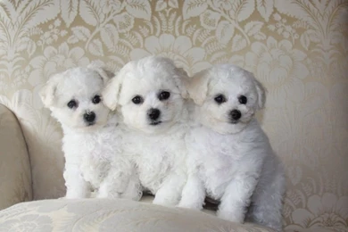 Bichon Frise Puppies 2