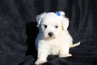 Formal Toy Dogs Good For Allergies Dog Toys Toy Dogs Breed In India