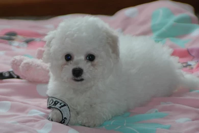 Puppy Bichon Frise On The Bed Wallpapers And Images   Wallpapers ...
