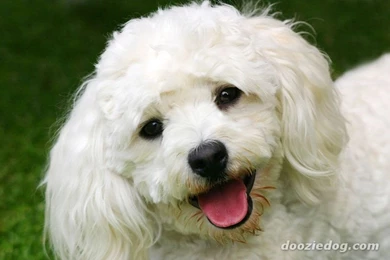Bichon Frise Photos 11 Backgrounds Wallpapers DogBreedsWallpapers.com