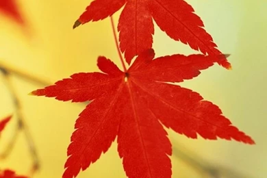 Cool Dream World Iphone 4 Wallpapers Free 640x960 Hd Iphone Retina ...