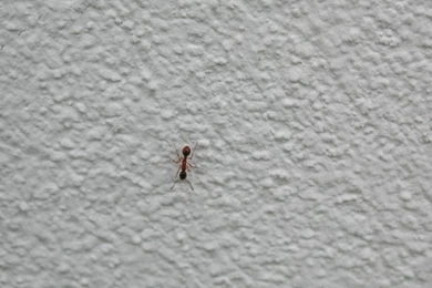 Ant on background.jpg