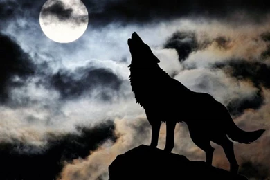Download Wolf Howling At The Moon Images HD Wallpapers