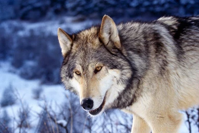 GRAY WOLF WALLPAPER   (