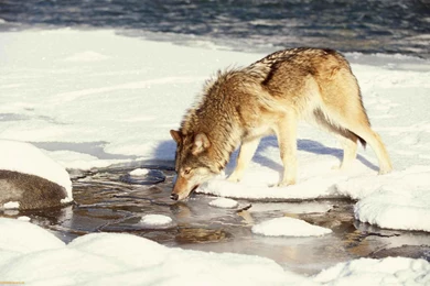 Howling, Wallpaper, Wolf, Wmwallpapers, Images, Wolves (