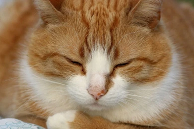 Animal Wallpapers Hd