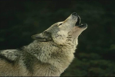 Software Category: Wallpapers — DownloaDeer. Simply The Best.