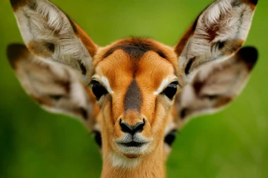 Animals backgrounds download.jpg