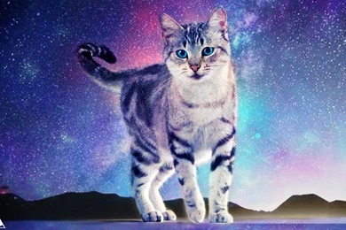 Neko Wallpapers By Aur souler On DeviantArt