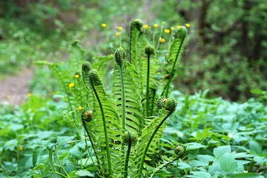 Windows 7 Ultimate Wallpapers Hd   1592610