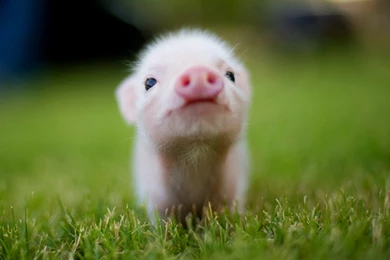 Baby Animal Wallpapers