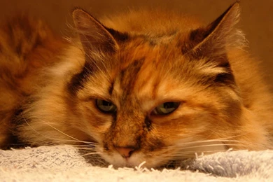 Wallpapers Tagged With RARE