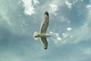 ALL IN ONE WALLPAPERS: Very Rare Collections Of Amazing Wallpapers ...