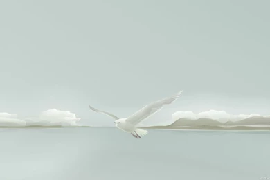 Seagull 1920x1080.jpg