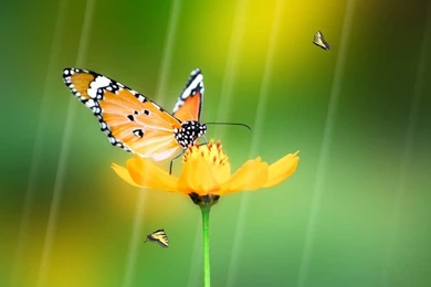 Cute micro animated wallpaper for mobile phone 1140x768