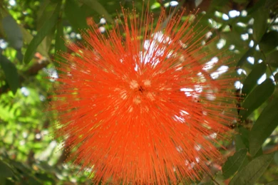 Spark Flower Rare Wallpapers