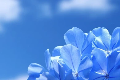 Blue Flowers HD Desktop Wallpapers : Widescreen : High Definition ...