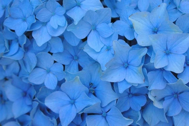 Light Blue Flowers Wallpapers   Crazy Frankenstein