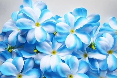 Different Flowers Images And Wallpapers Download