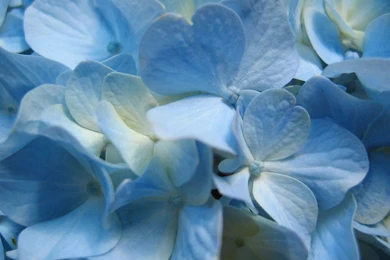 Blue flower wallpaper dowload.jpg