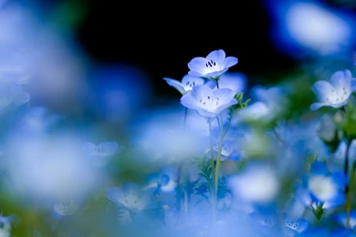 Light Blue Flowers Wallpapers (4)   Funny And Amazing Wallpapers.