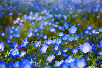 Blue Flowers Wallpapers