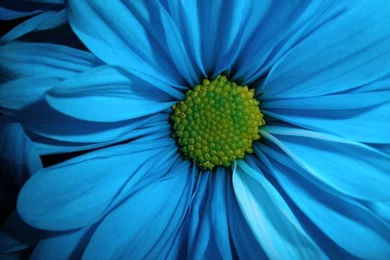 868mam: Blue Flower Wallpapers