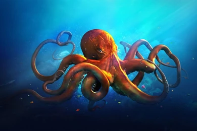 Octopus Desktop Wallpapers