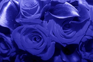 Aar110yxi: Blue Flower Wallpapers