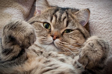 Download Wallpapers 1920x1080 Cat, Muzzle, Thick, Fluffy Full HD ...