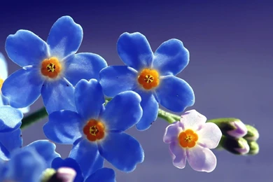 HD Forget me not Flowers Wallpaper for Desktop.jpg