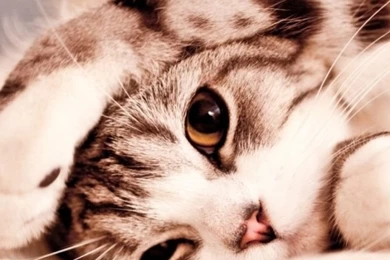 Funny Lazy Cat HD Desktop Wallpapers : Widescreen : High Definition ...