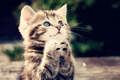 1920x1080px Fabulous Cute Cat Wallpapers