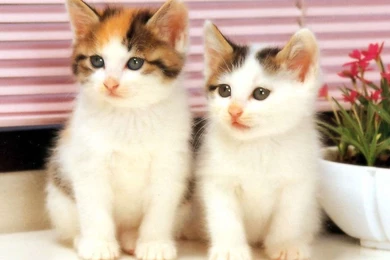 Cute Cat Wallpapers Hd