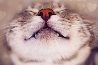 Sleeping cat wallpapers   Cute Cat Wallpapers