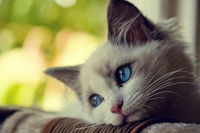 Cats Cute HD 5 44961 HD Screensavers