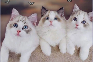 Cute Cats Butterfly Cat Cats Wallpaper Backgrounds Free ~ Cats For ...
