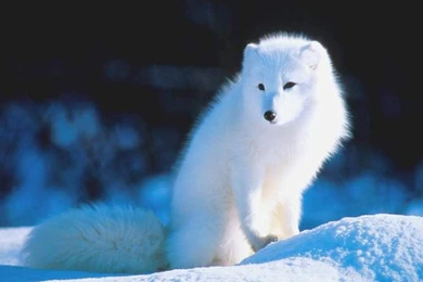 Fox HD Animal Wallpapers